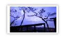 pangyo deck pergola 0040.JPG